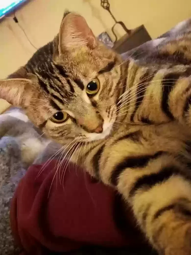 Lost cat in Rohnert Park, CA, 94928