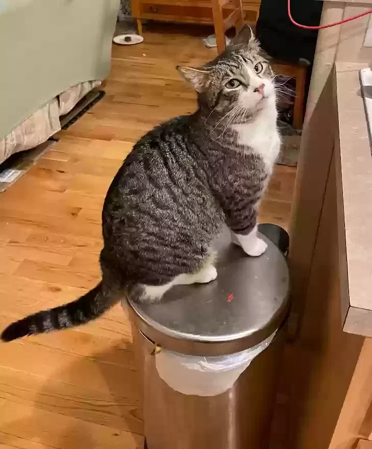Lost cat in Scappoose, OR, 97056