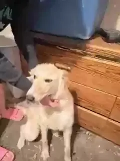 Found dog in Albuquerque, NM, 87114