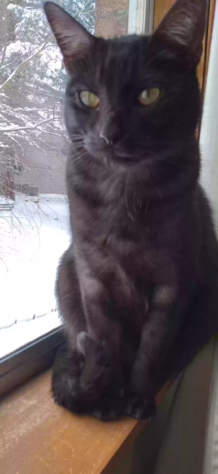 Lost cat in Bothell, WA, 98011