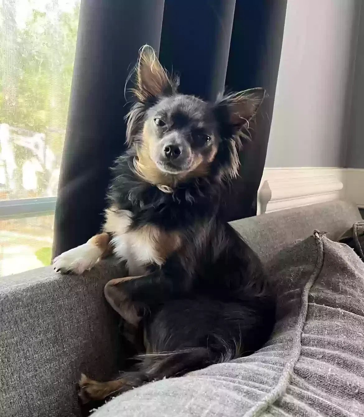 Lost dog in Wilson, NC, 27896