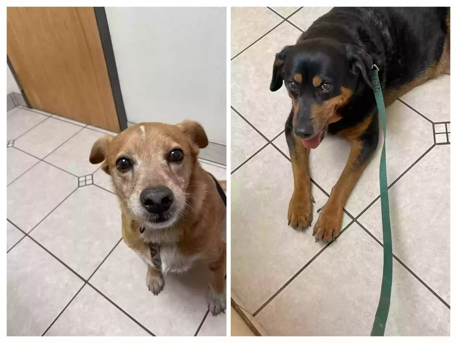 Lost dog in San Antonio, TX, 78210