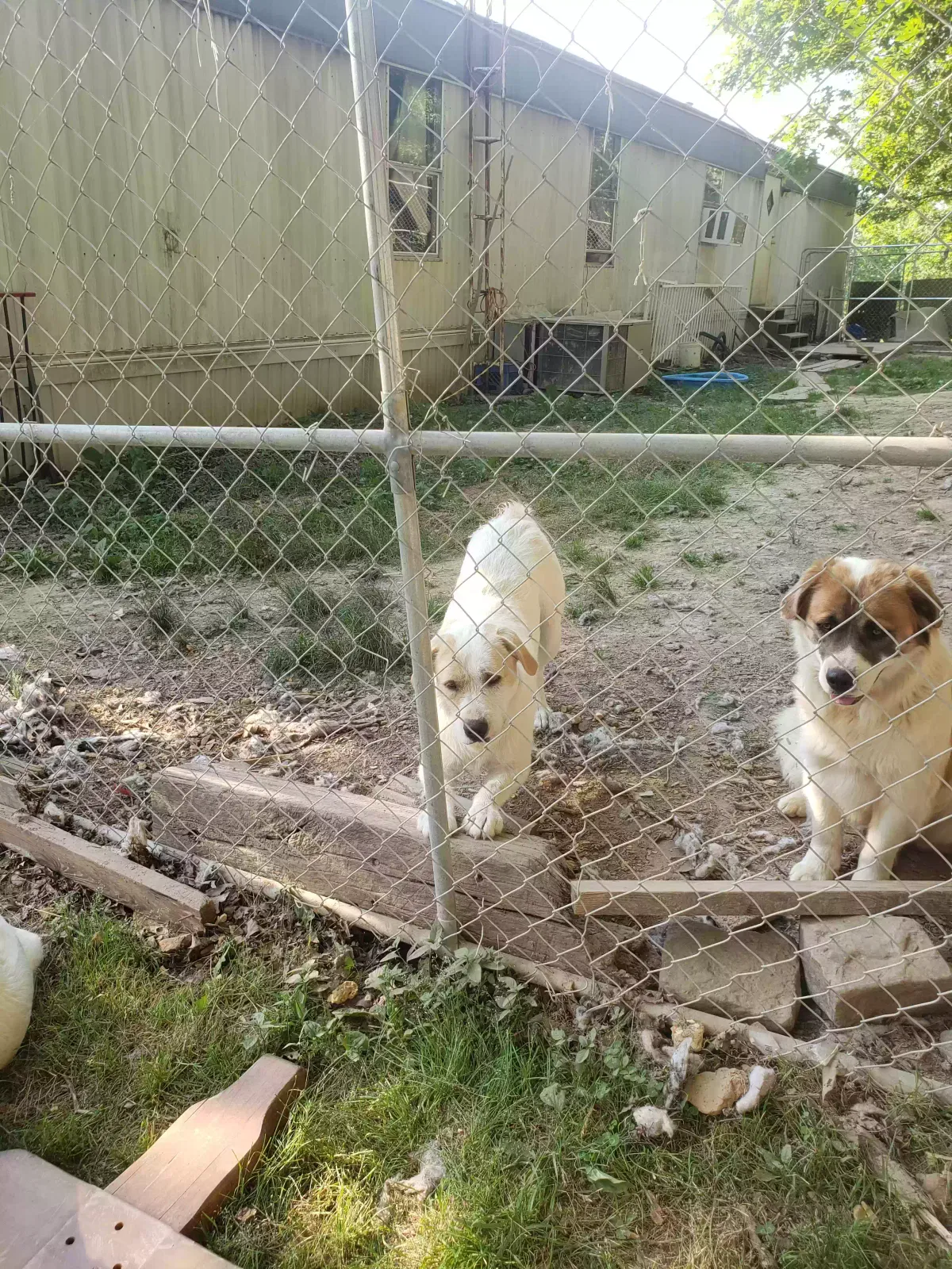 Lost dog in Grand Rivers, KY, 42045
