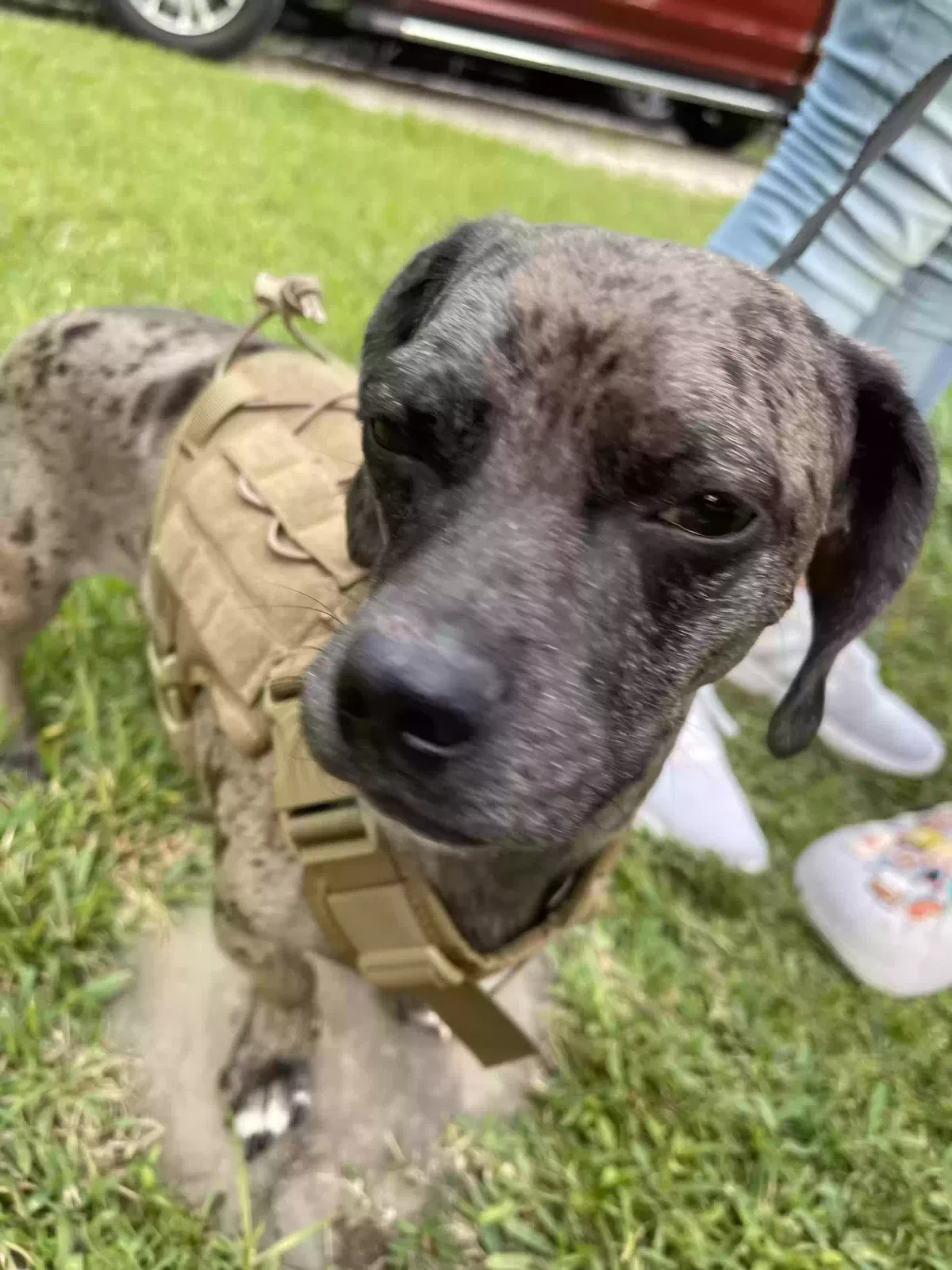 Lost dog in Rosharon, TX, 77583