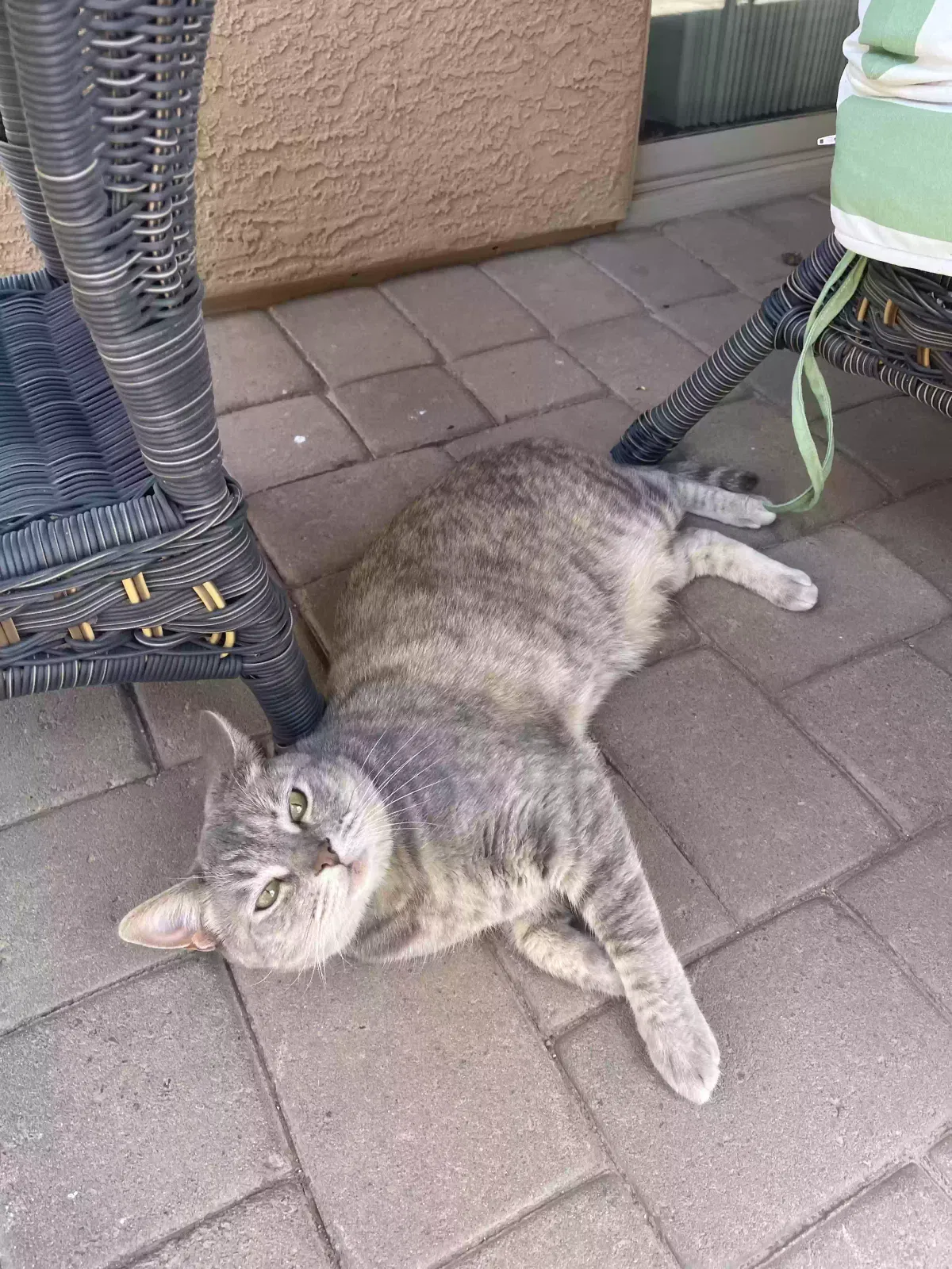 Lost cat in Phoenix, AZ, 85086