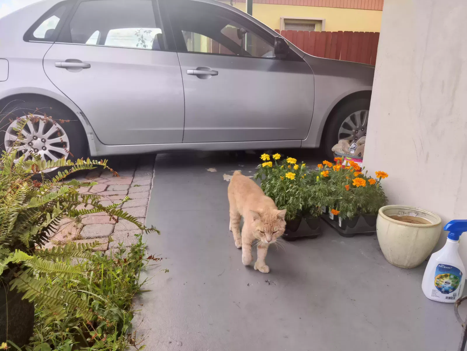 Lost cat in Palm Beach Gardens, FL, 33410
