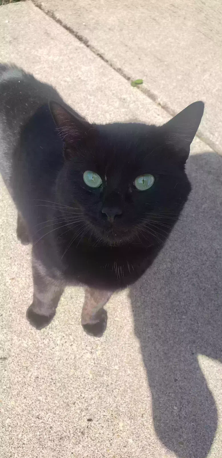 Found cat in Salem, OR, 97305