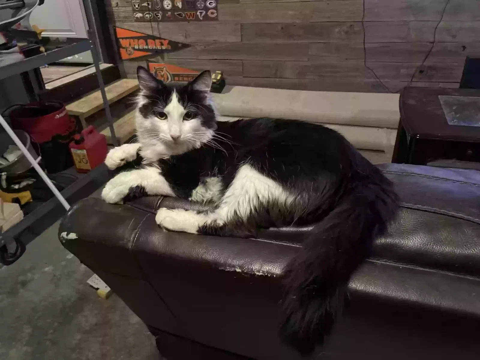 Lost cat in Harrison, OH, 45030