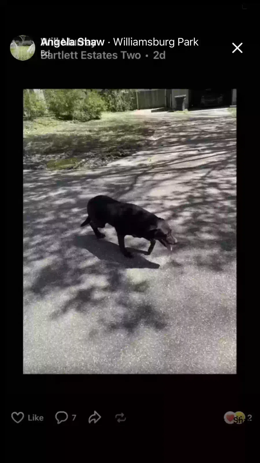 Lost dog in Memphis, TN, 38134