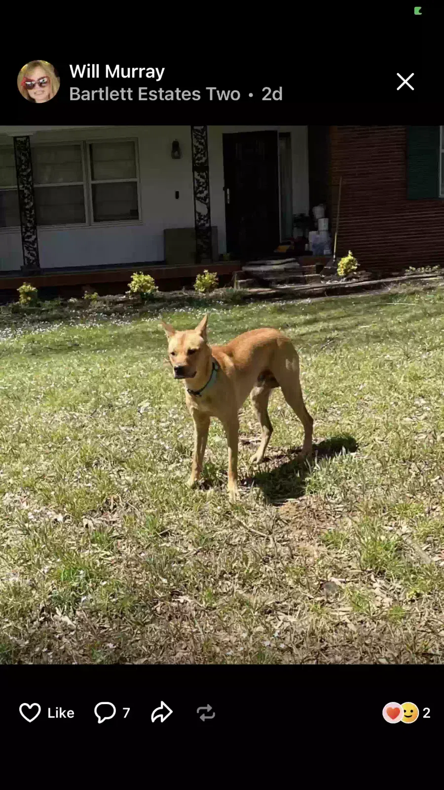 Lost dog in Memphis, TN, 38134