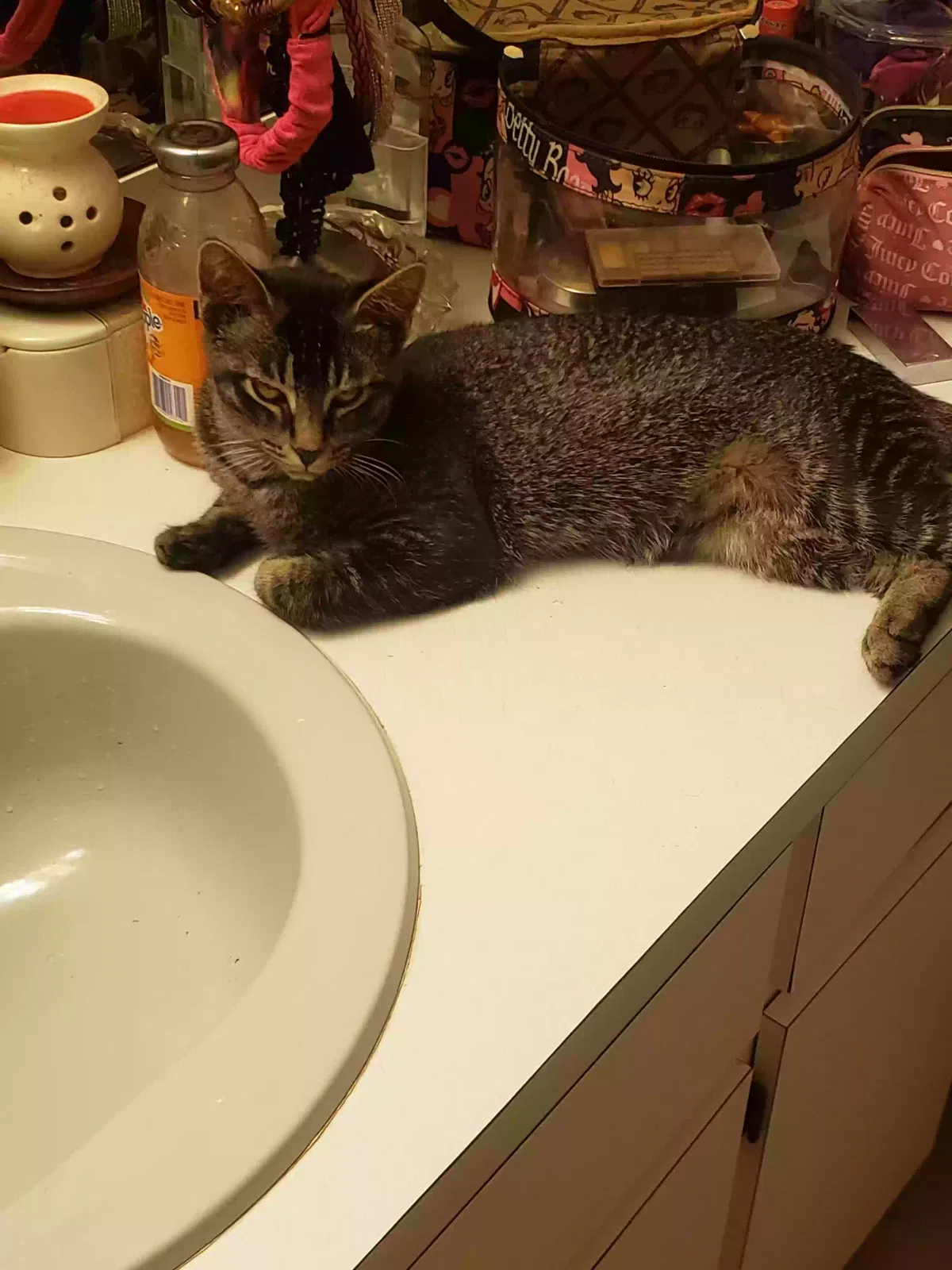 Lost cat in Hudson, FL, 34667