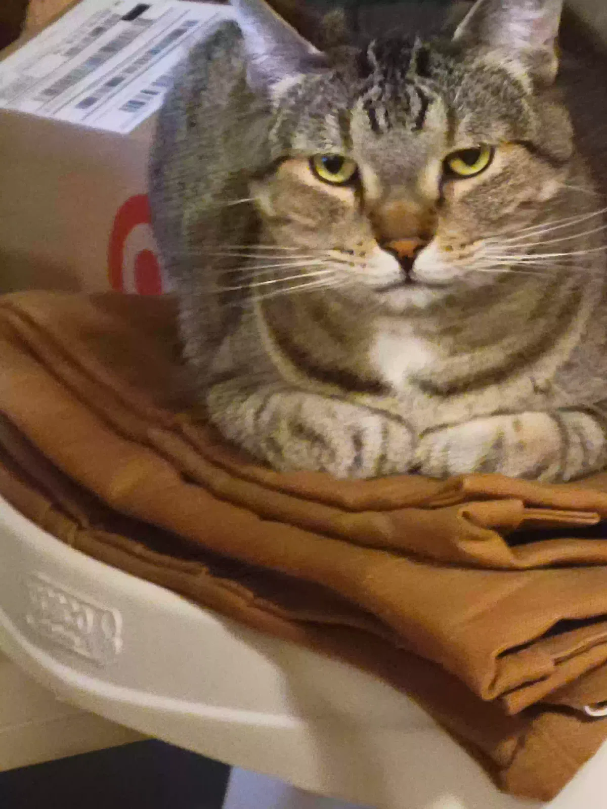 Lost cat in East Moline, IL, 61244