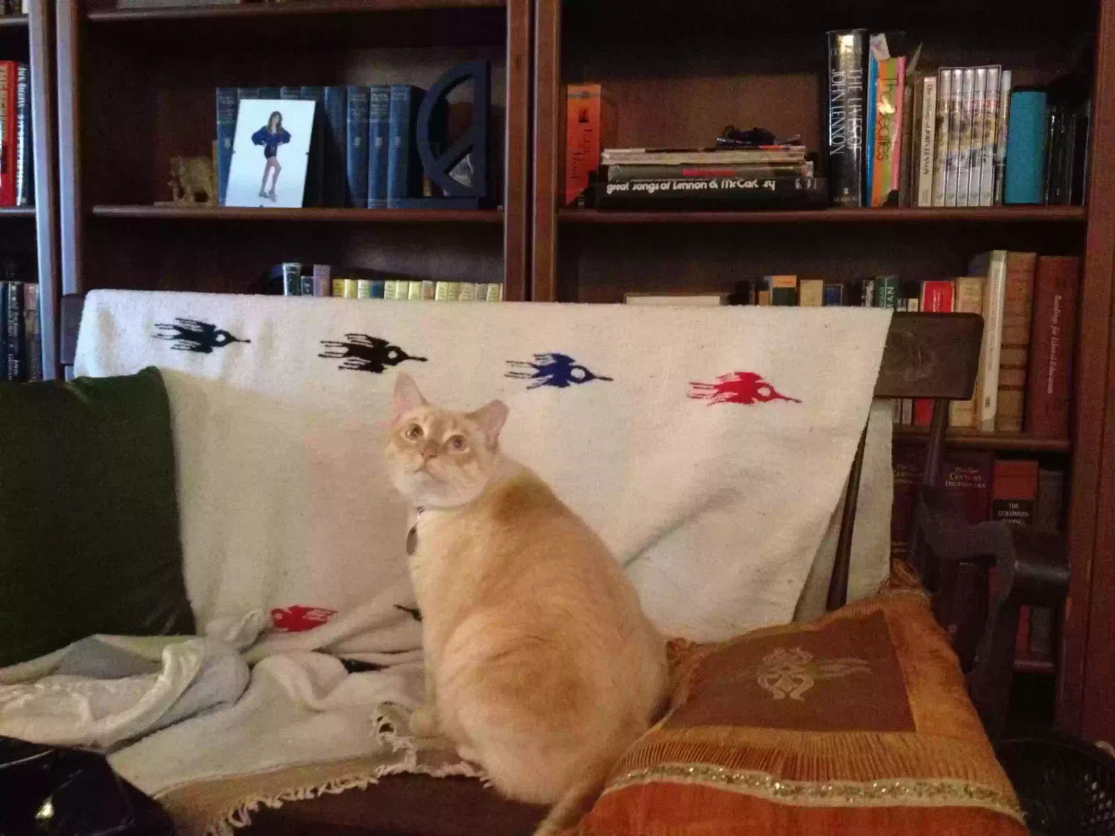 Lost cat in San Antonio, TX, 78216