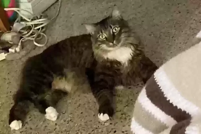 Lost cat in Saint Petersburg, FL, 33715
