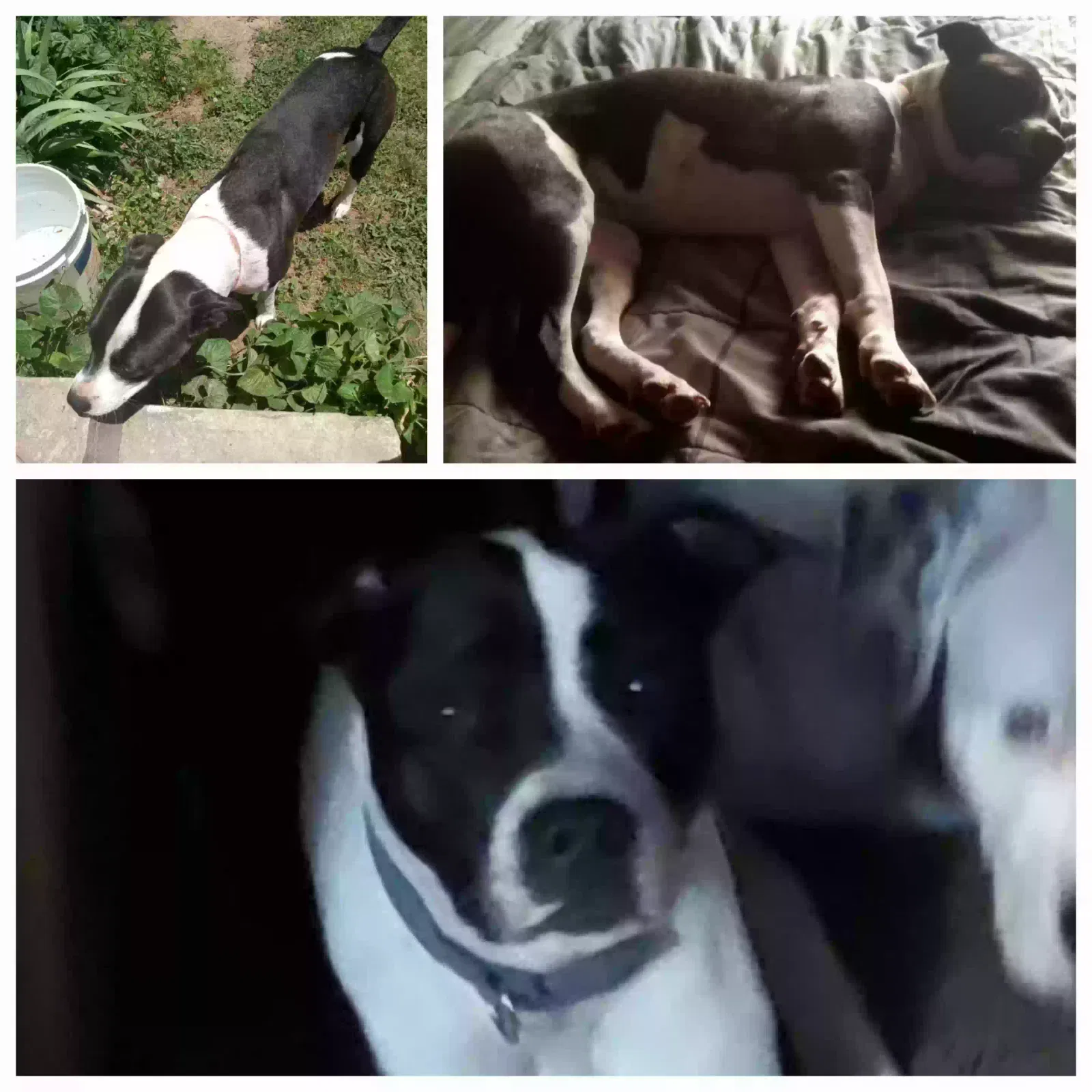Lost dog in Groveoak, AL, 35975