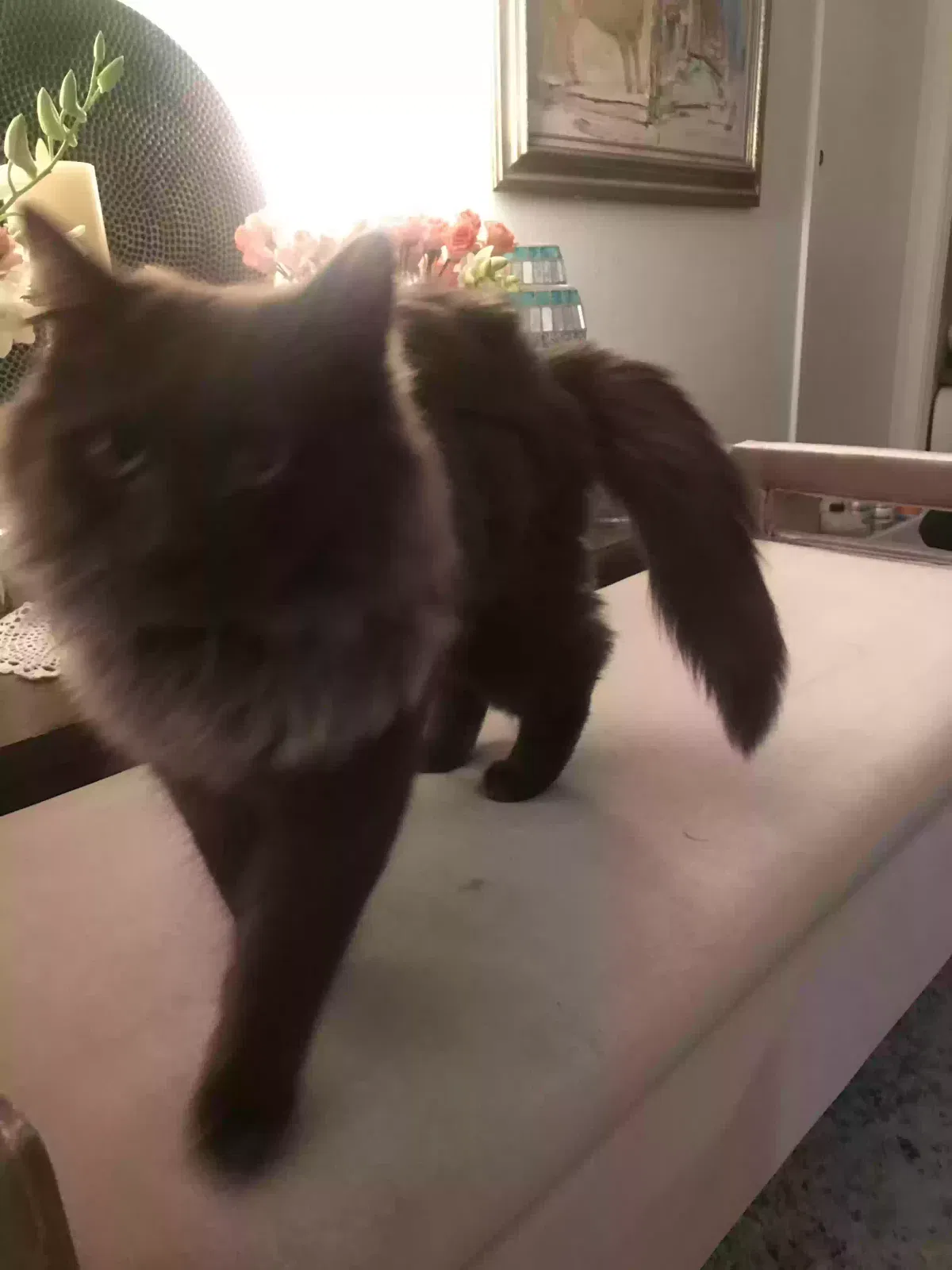 Lost cat in San Francisco, CA, 94117
