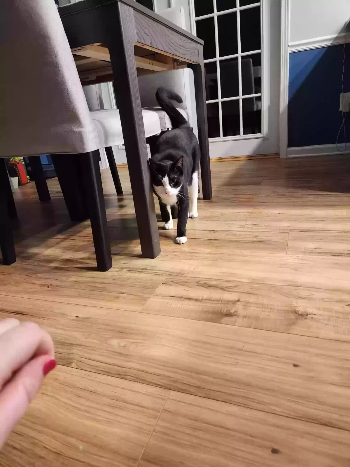 Found cat in Tallahassee, FL, 32303