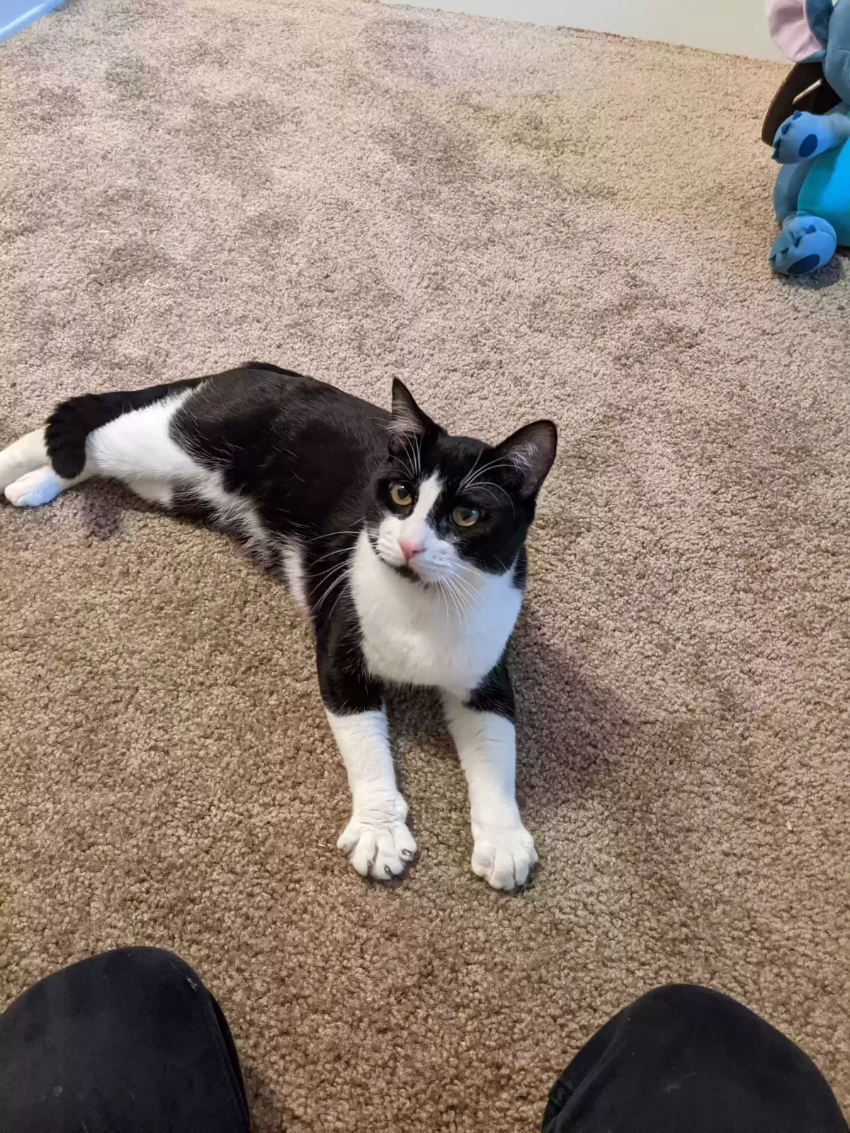 Lost cat in Seattle, WA, 98188
