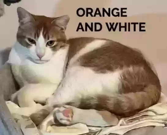 Lost cat in Pleasanton, CA, 94588