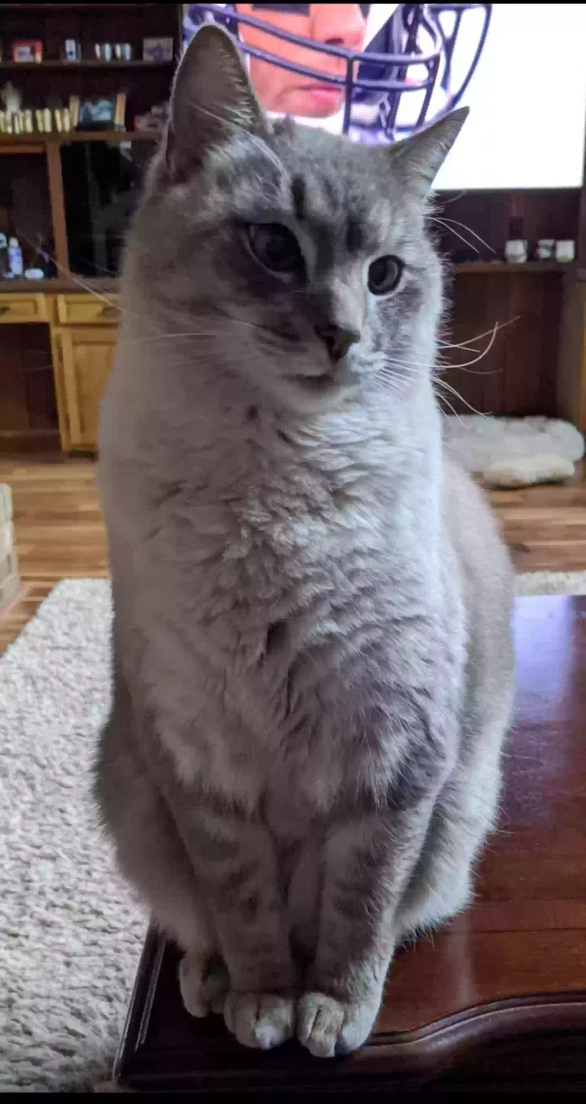 Lost cat in Tobaccoville, NC, 27050