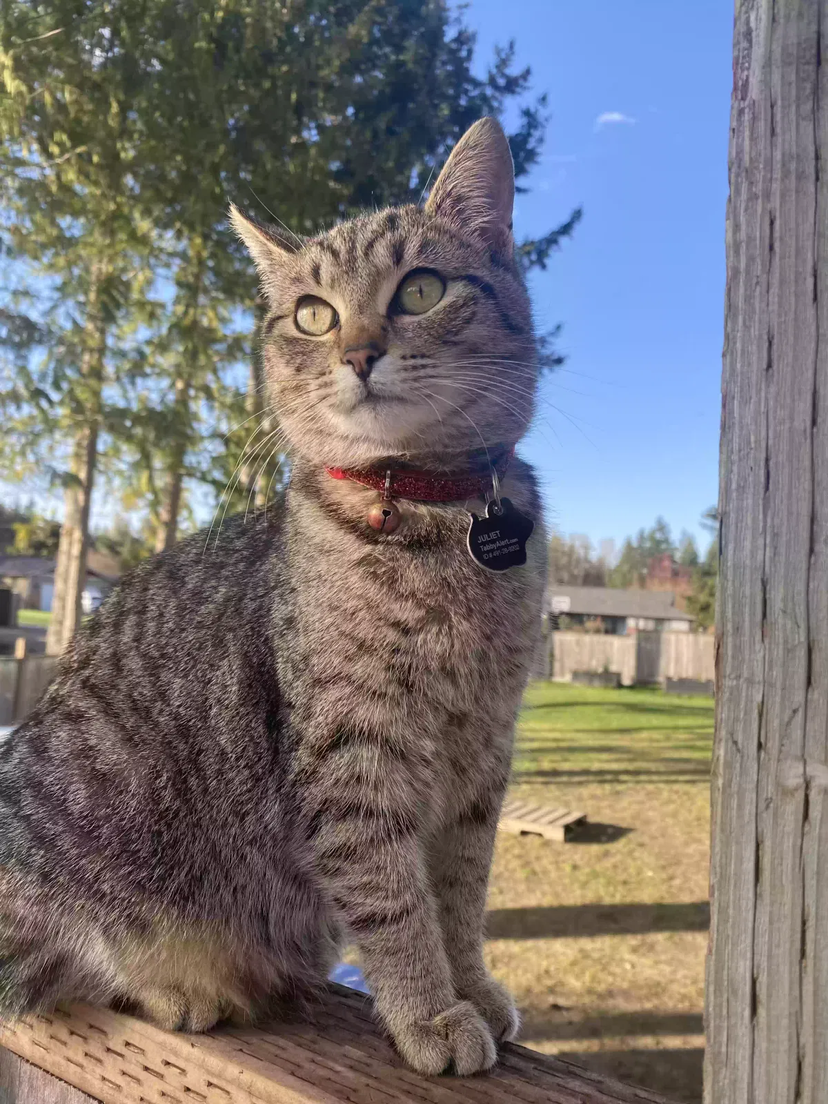 Lost cat in Puyallup, WA, 98374