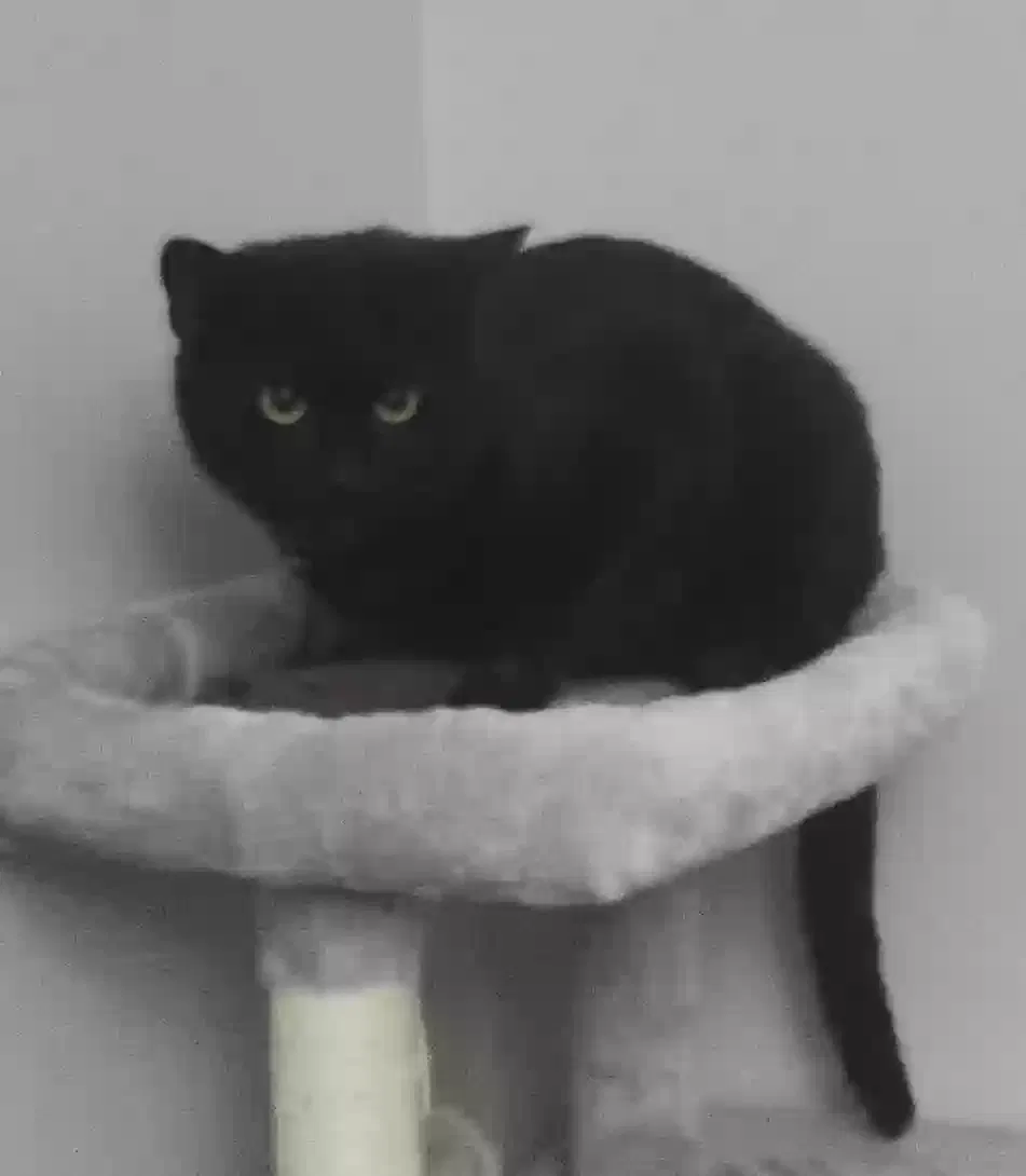 Lost cat in Greensboro, NC, 27407
