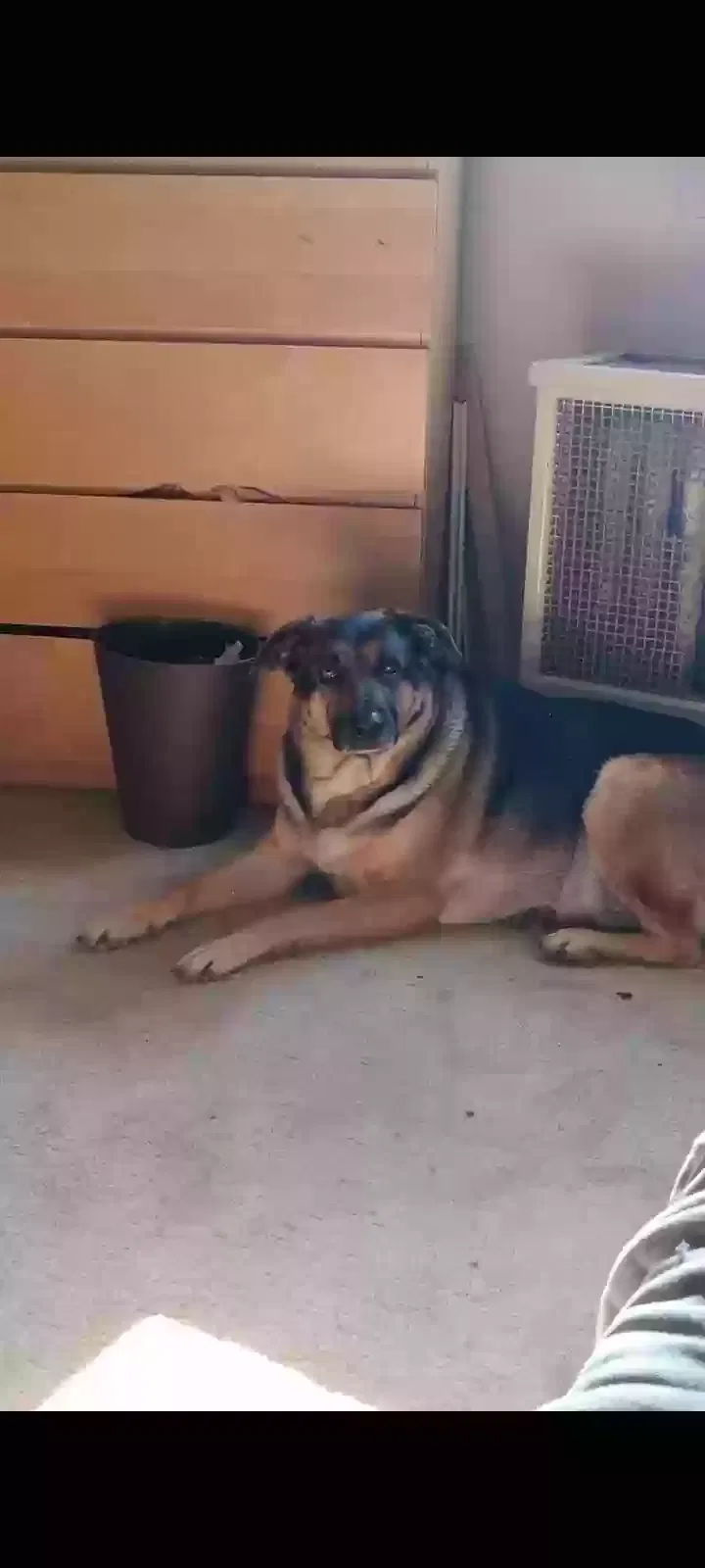 Lost dog in Pittsburgh, PA, 15208