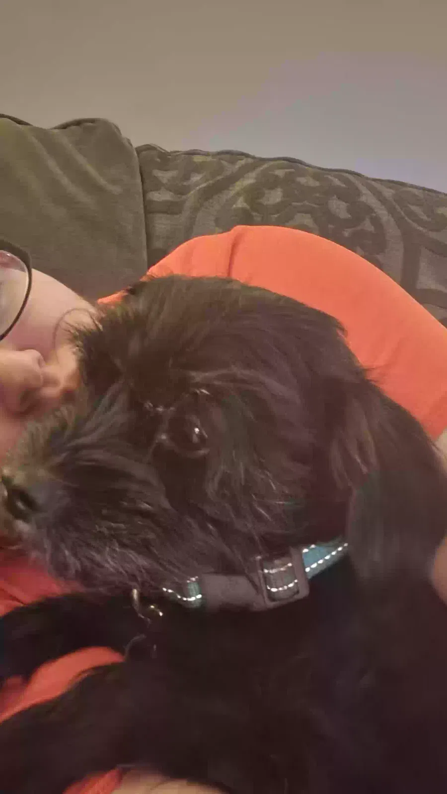Lost dog in Mansfield, TX, 76063
