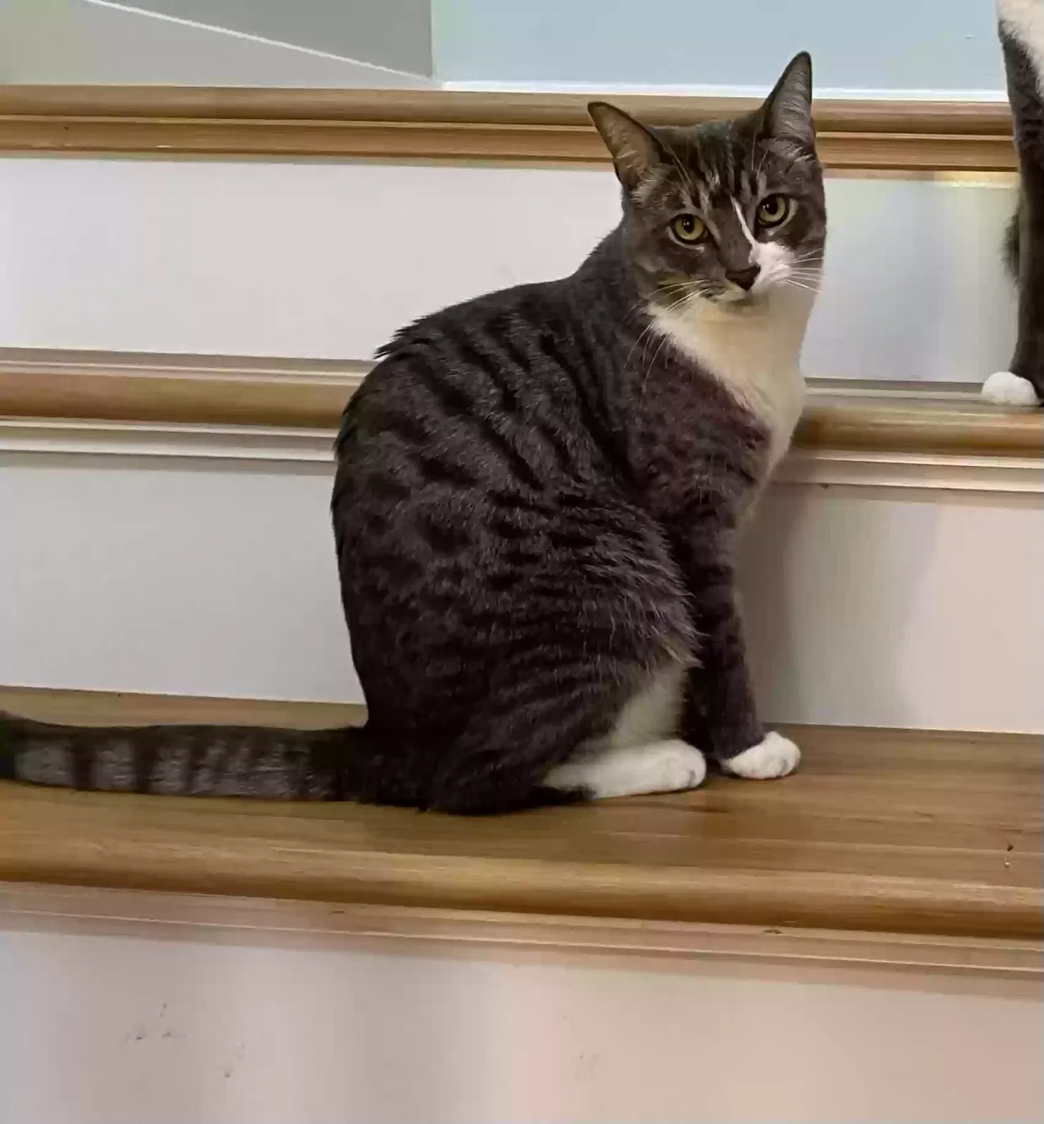 Lost cat in Bothell, WA, 98021