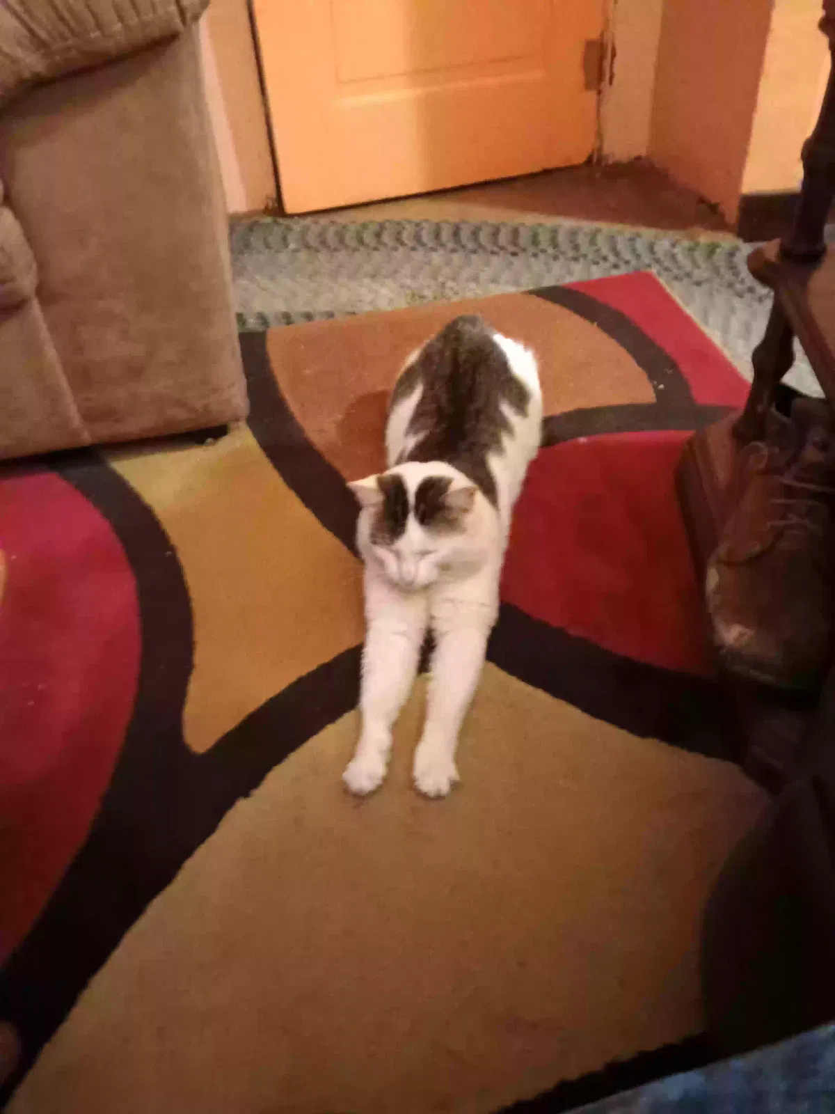 Lost cat in Toledo, OH, 43607