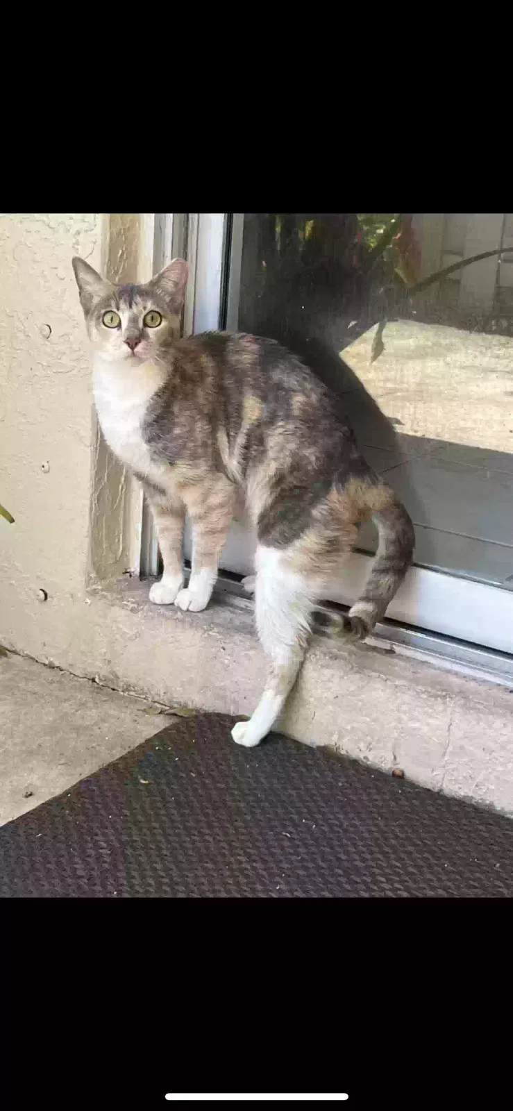 Lost cat in Zephyrhills, FL, 33542
