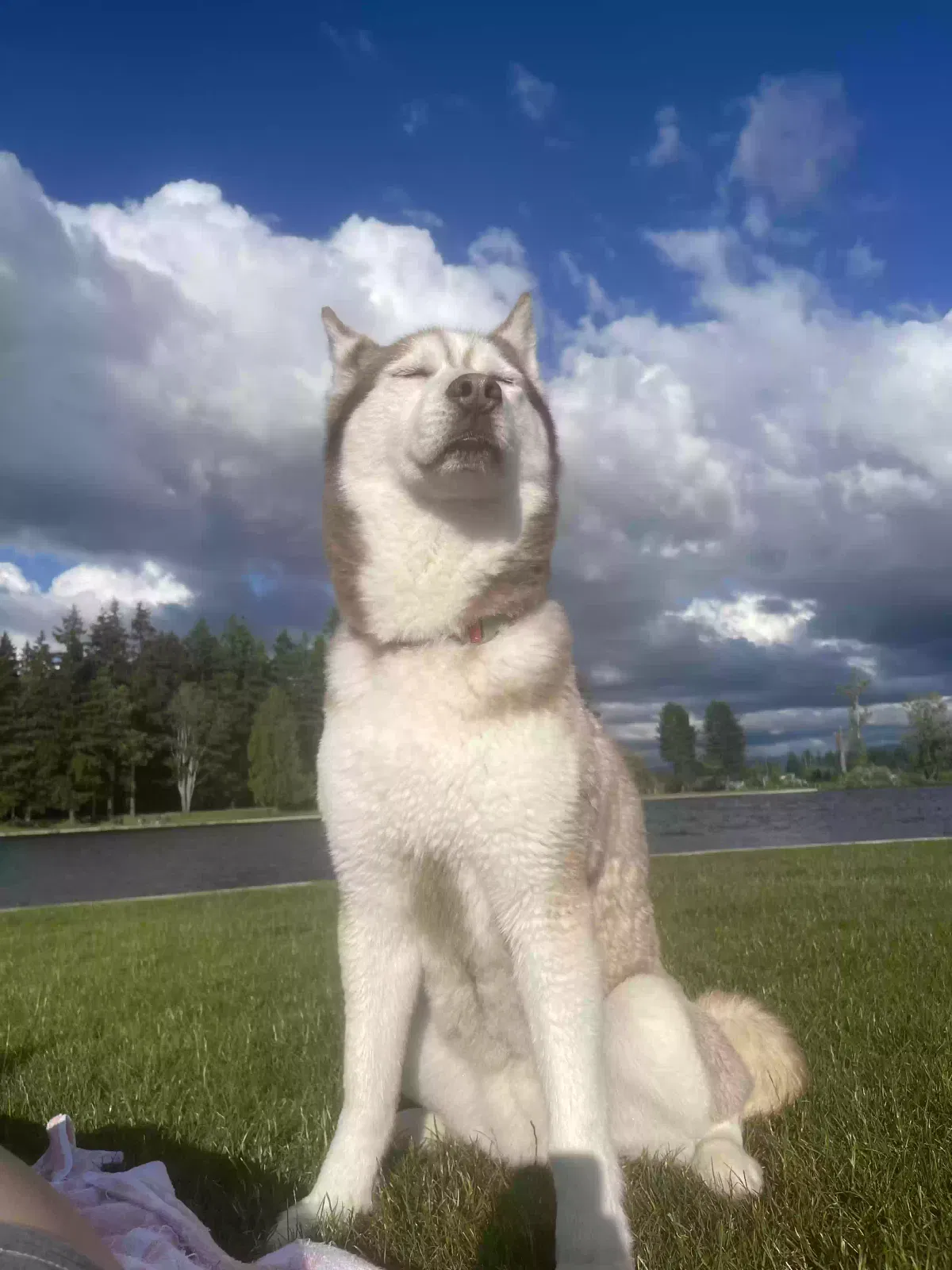 Lost dog in Federal Way, WA, 98023