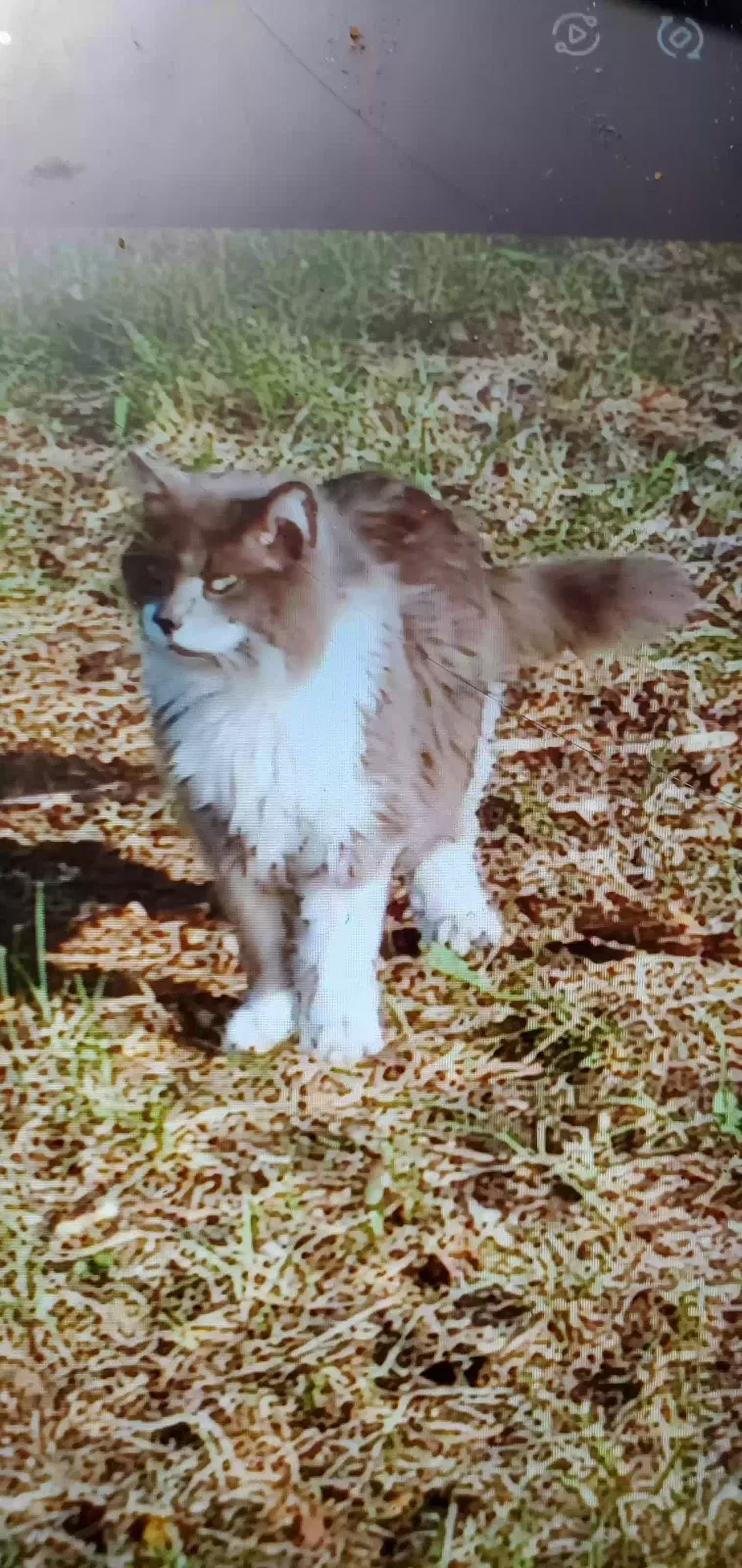 Lost cat in Blairstown, IA, 52209