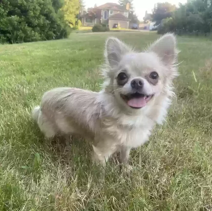 Lost dog in Tacoma, WA, 98445