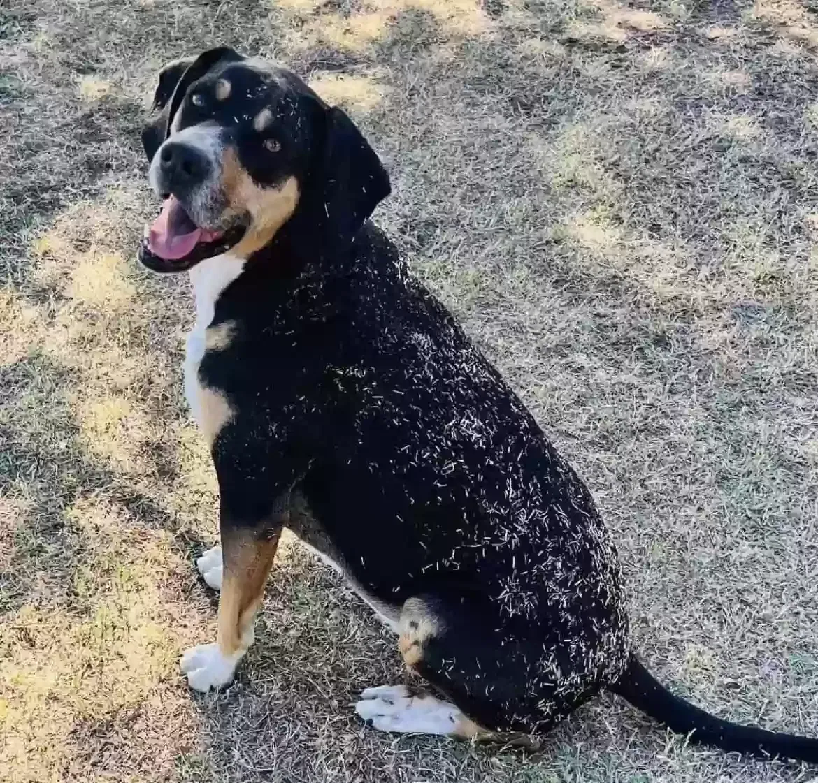 Lost dog in La Vernia, TX, 78121