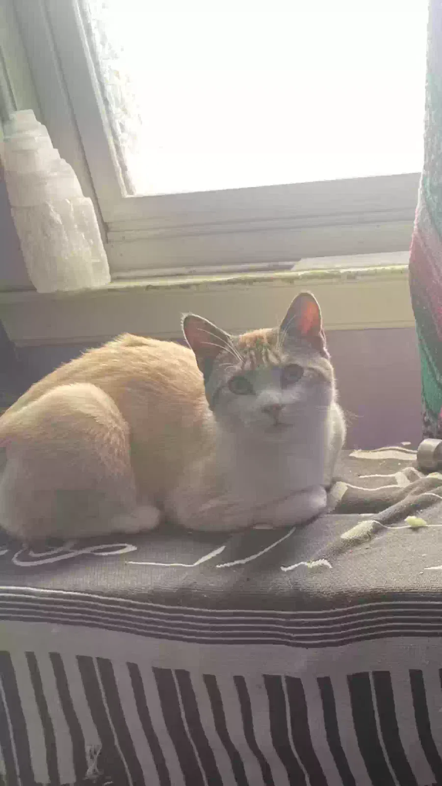 Lost cat in Dorchester, MA, 2121