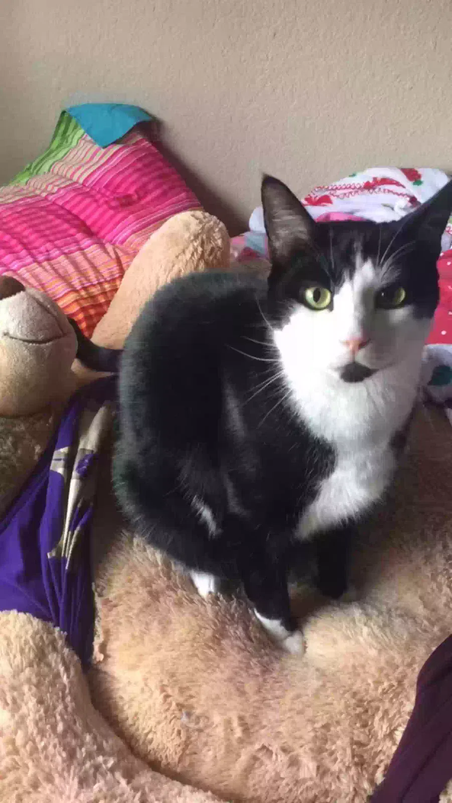 Lost cat in Bothell, WA, 98012