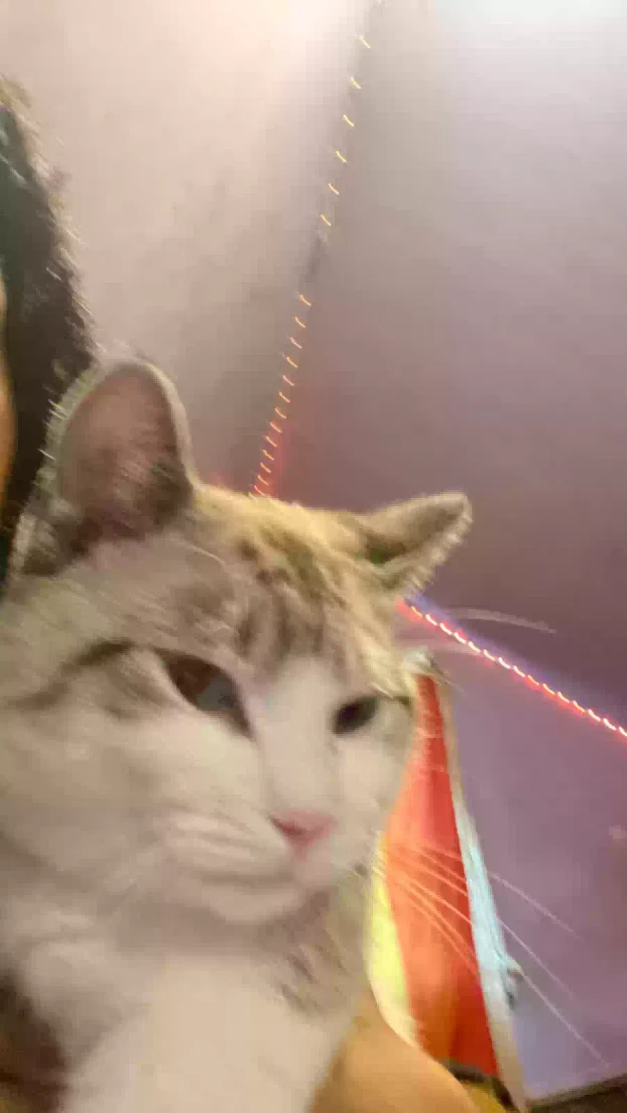 Lost cat in Dorchester, MA, 2121