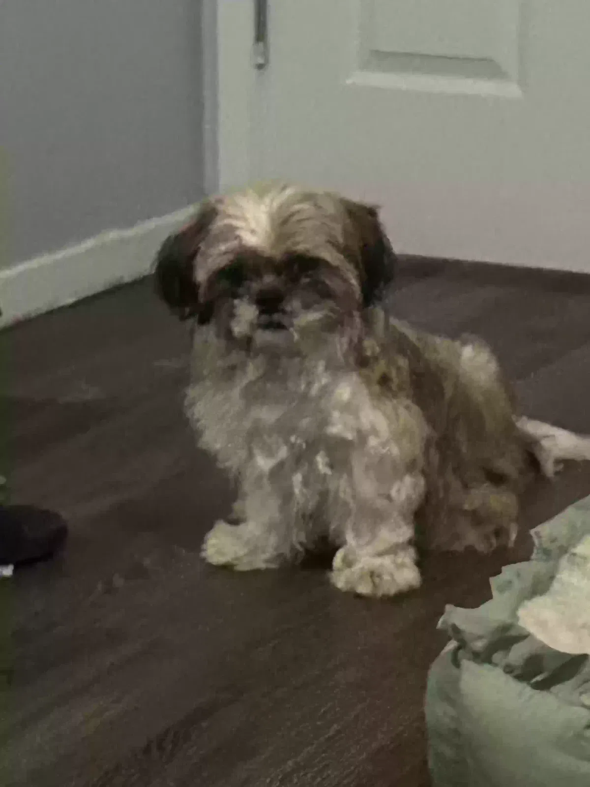 Lost dog in Garland, TX, 75040