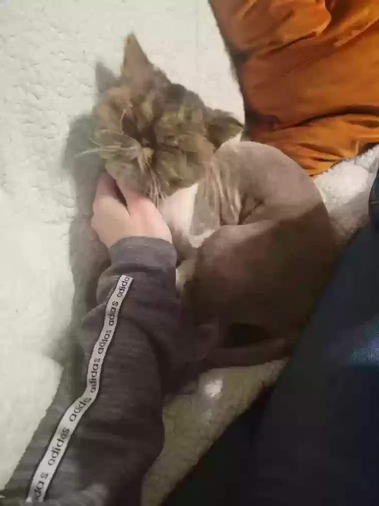 Lost cat in Battle Creek, MI, 49017