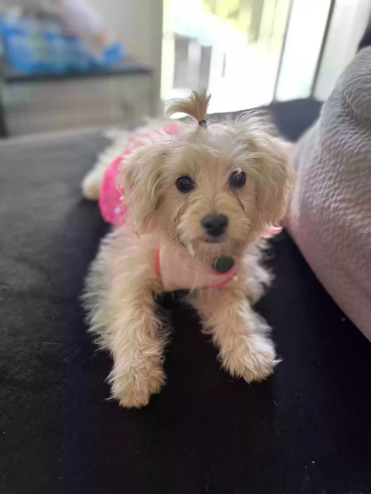 Lost dog in Rialto, CA, 92376
