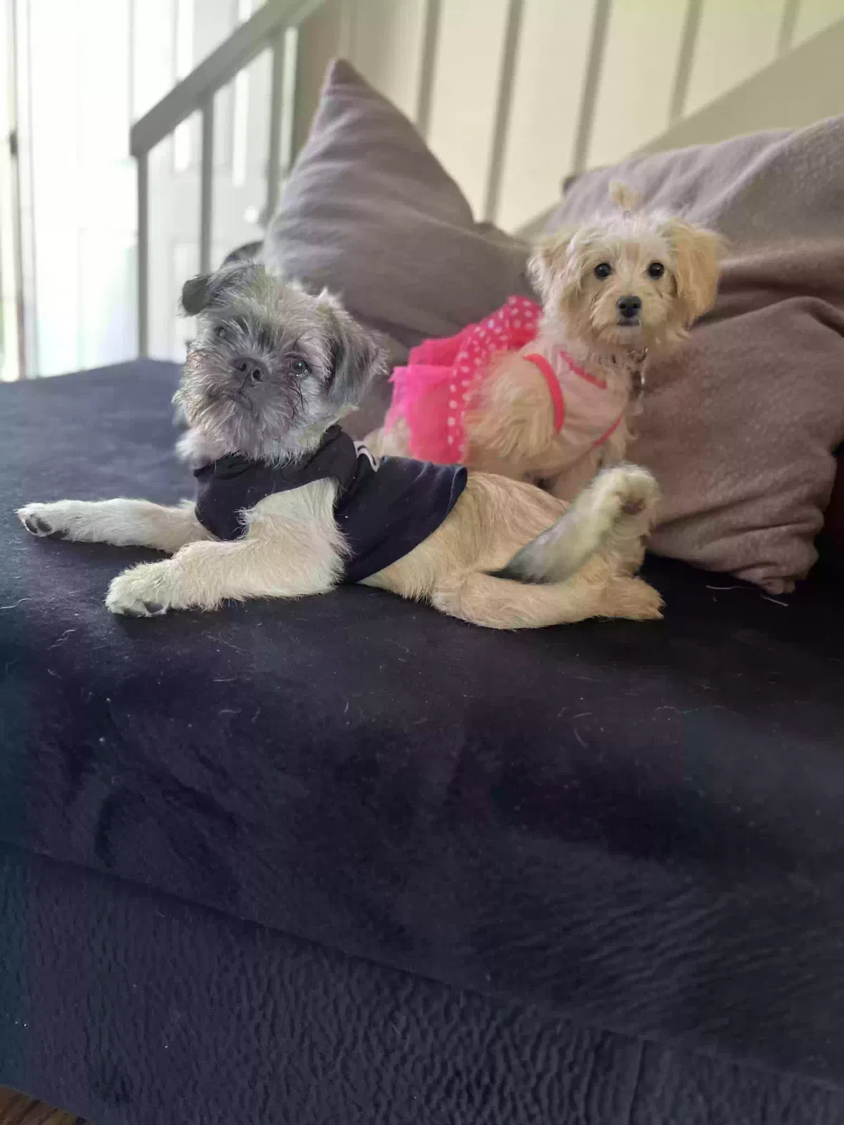 Lost dog in Rialto, CA, 92376