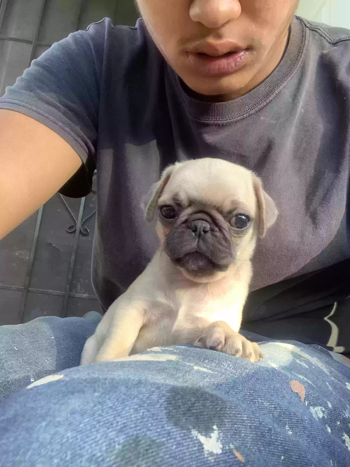 Lost dog in Tucson, AZ, 85706