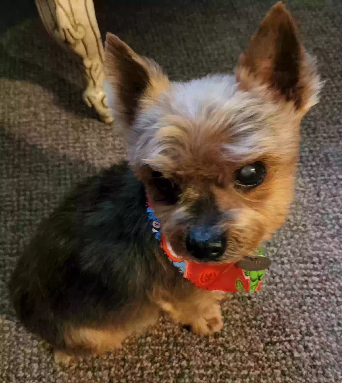 Lost dog in Orlando, FL, 32825