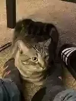 Lost cat in Kansas City, MO, 64151