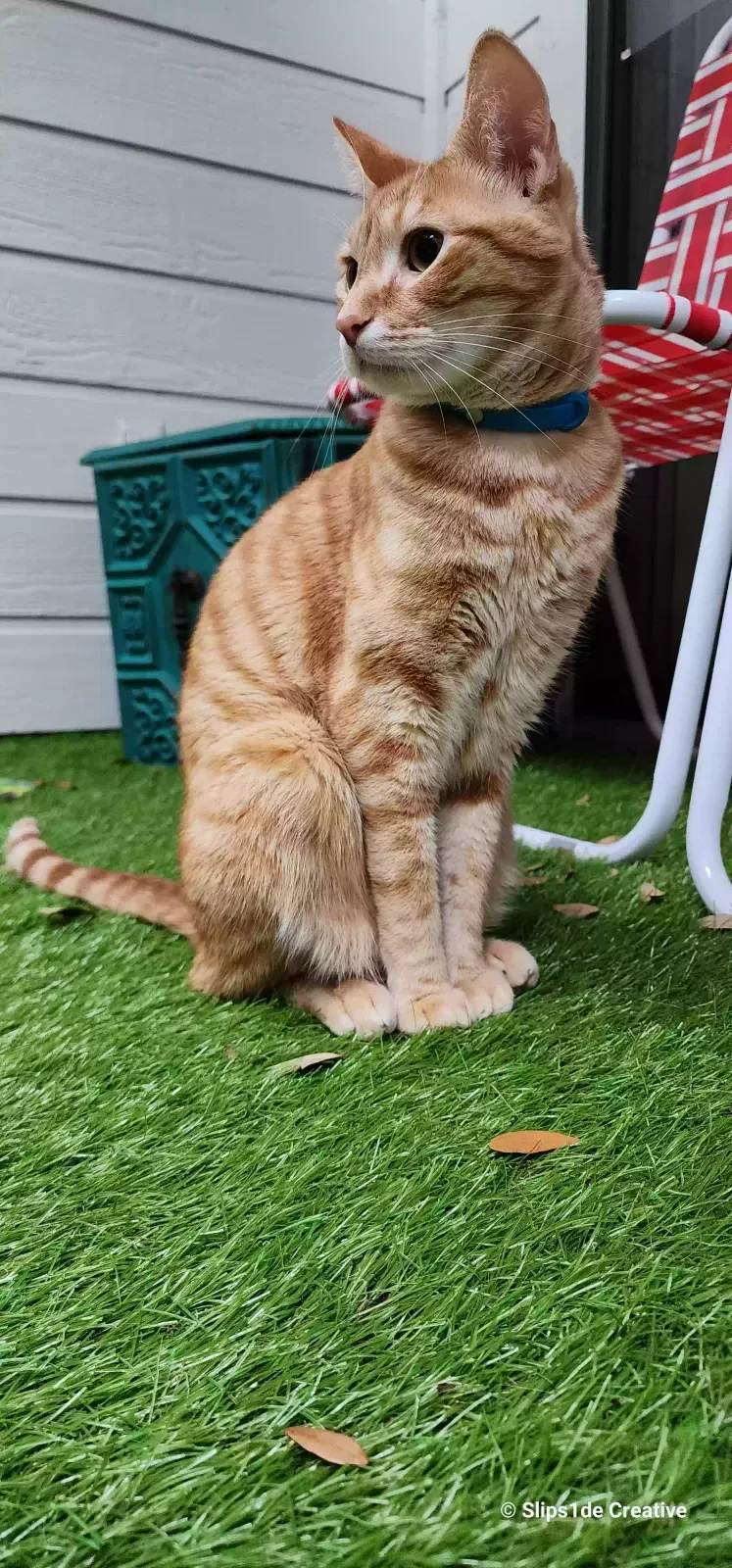 Lost cat in Austin, TX, 78730