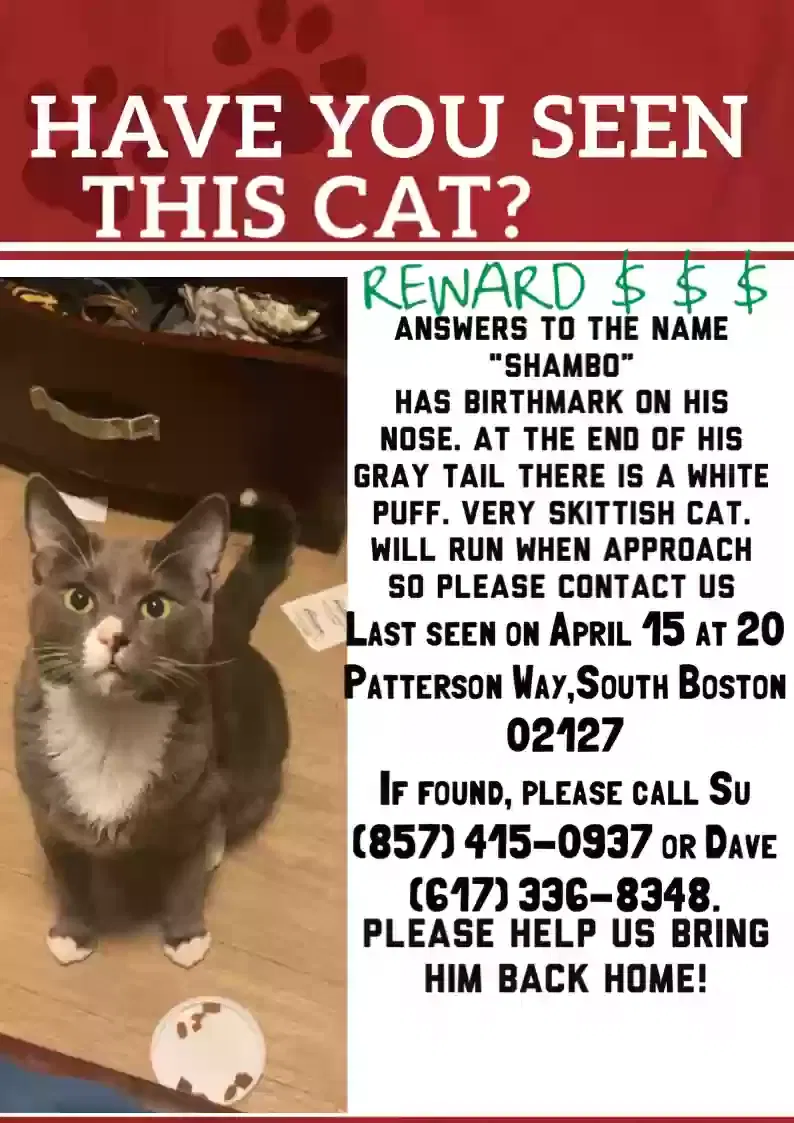 Lost cat in Boston, MA, 2127