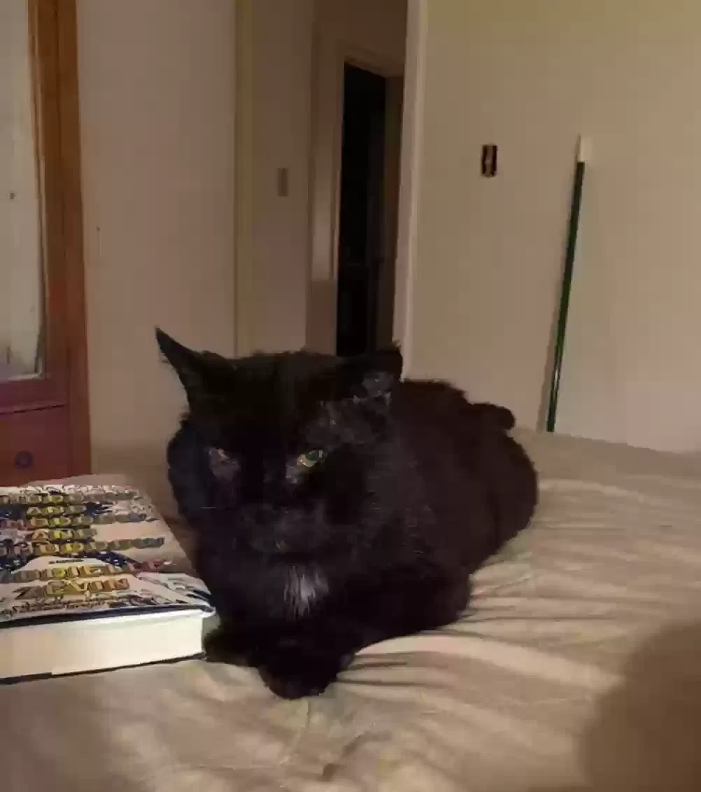 Lost cat in Clinton, OH, 44216