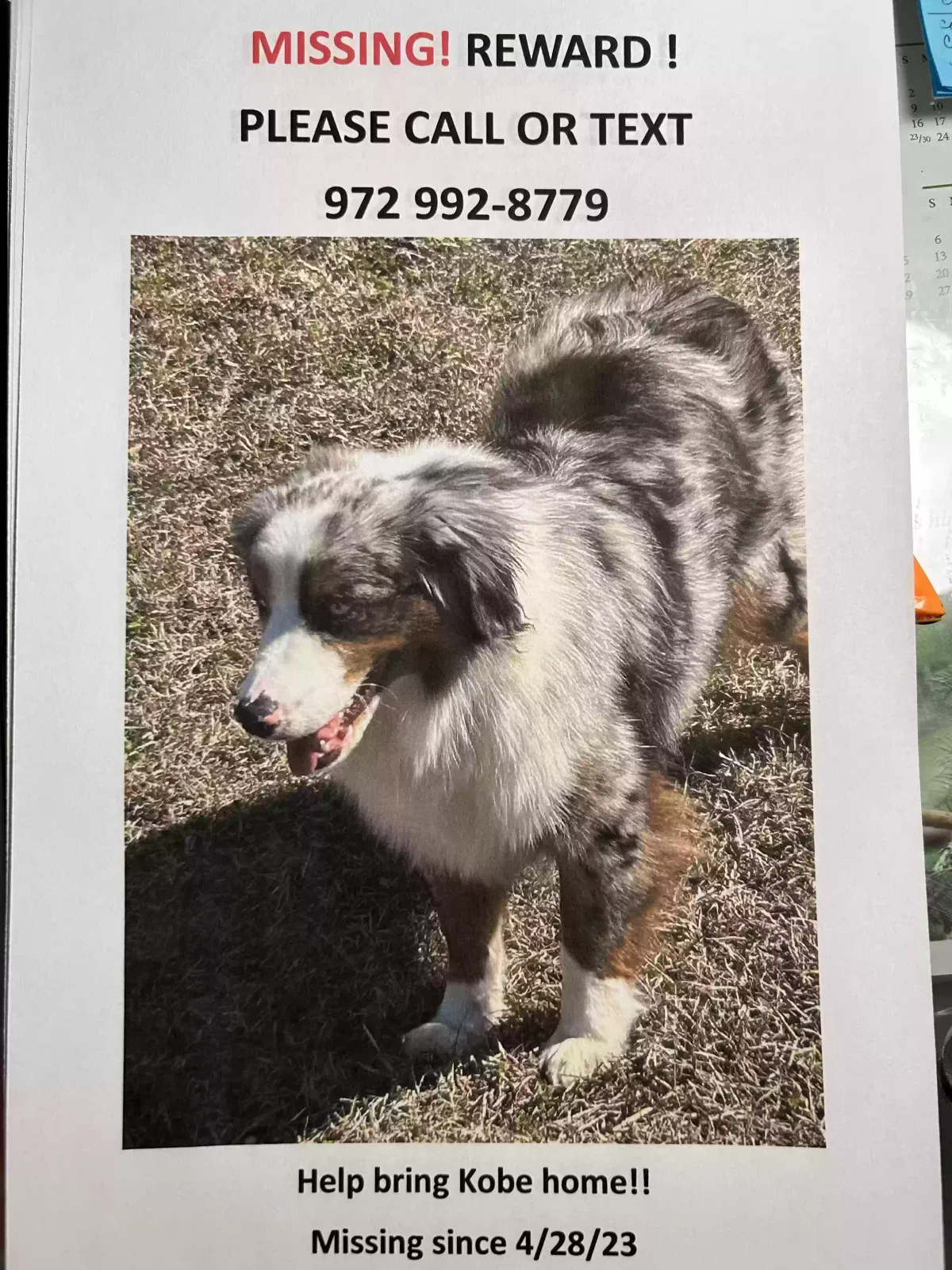 Lost dog in Garland, TX, 75043