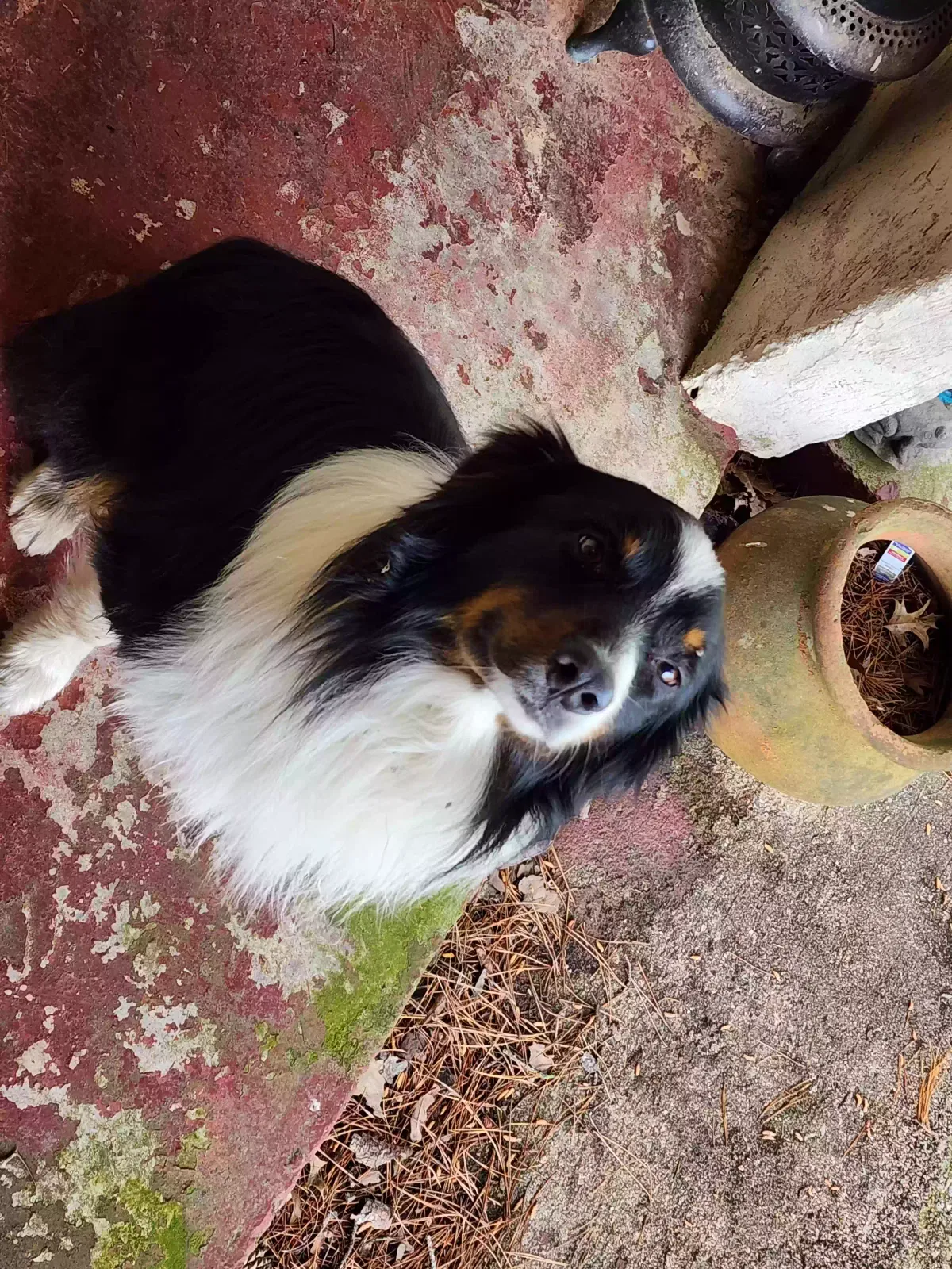 Found dog in Wilburton, OK, 74578